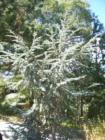 Silver green tree in Dart Canyon Crestline