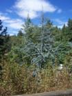 Dart Canyon Crestline, gorgeous zen tree