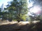 Cedarpines Highlands property in the morning light