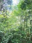 Flowering Dogwoods in Crestline