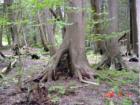 Goodrich-Loomis Conservation Area