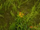 Goodrich-Loomis Butterfly Weed