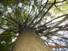 Goodrich Loomis Pine