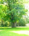 Ancient Tree at Macauley House