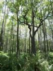 Six Mile Cypress Preserve