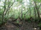 Corkscrew Swamp Sanctuary