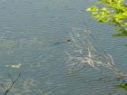 Beaver swimming in pond off Townline Road