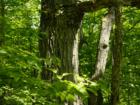 Mature Maples at Access Road