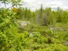 View from old logging road off Access Road