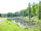 Wetland on Access Road