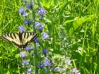 Swallowtail Butterfly on Viper's Bugloss on side of Highway 7.