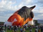 Great Falls Dog Balloon Inflation - 2 of 7
