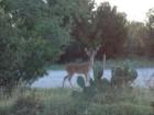 Deer in greenbelt behind home in Round Rock.