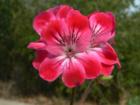 Pismo Beach Flower