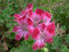 Shell Beach Flowers