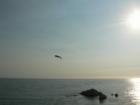 Pismo Beach Pelican