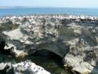 Shell Beach Wildlife