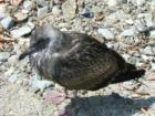 Avila Beach Bird