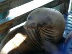 Seal