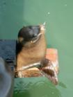 Avila Beach Seal