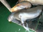 Avila Beach Seals