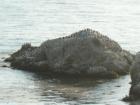 The Rock