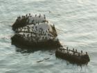 Pismo Pelicans