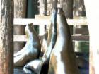 Dancing Seals