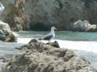 Pismo Beach Seagul