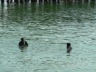 Avila Divers Down