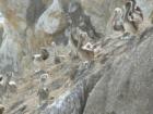 Pelicans
