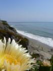 Pismo Beach Flowers