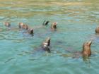 Seals