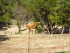 Now you know why the University of Texas team is called the Longhorns.  Here's a real one!