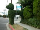 No leash law for this big ivy pooch in North Hills, CA at the southeast corner of Plummer and Hayvenhurst.  Ivy covered utility pole and brace takes the form a dog patiently waiting to cross the street.