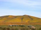 Orange Poppy Fields