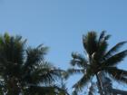 Pearl Country Club Palm Trees against a flawless blue sky!