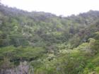 Hiking Aiea Ridge
