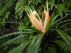 Again, no clue of this species of plant along the hiking trail in Aiea.