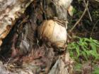 Some kind of tree root. Unreal.