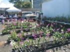 Orchids Galore at the Kam Swap Meet!