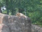 Even the lions are saying it has been a hot dry summer at the Birmingham Zoo
