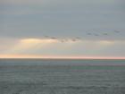 Dillon Beach