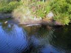 Alligator enjoys the sun on the North Berm in Pelican Bay