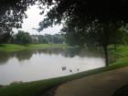 Pond