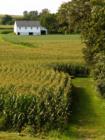 Farm in Central Manor - 2007 August
