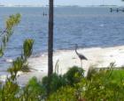 Navarre is unique to other coastal communities in Florida.  If you've vacationed here, then you know it's true.  Interested in owning real estate?    Start your property search online at:  www.surf4turf.net or call Liz Streed at 850-368-7735!