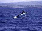 Big blue marlin