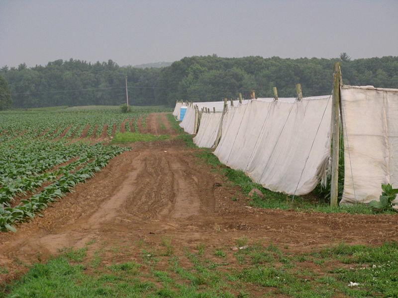 View of tobacco field