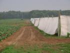 View of tobacco field